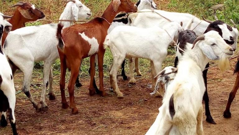 Bunia/ Élevage : la rareté des petits bétails fait grimper les prix
